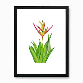 Vibrant pink and green Heliconia Tropical Flower and leaves in Watercolor 1 Art Print