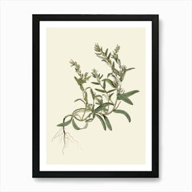 Sage flowers 4 Art Print