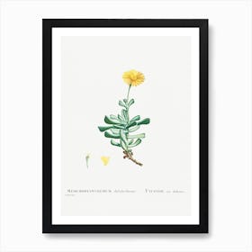 Mesembryanthemum Dolabriforme, Pierre Joseph Redoute Art Print