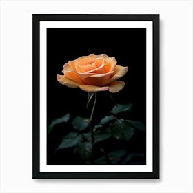 Orange Rose On Black Background 18 Art Print