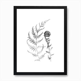 Black and White Young Fern A Art Print