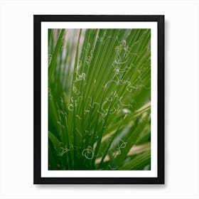 Abstract Green Fan Palm  Art Print