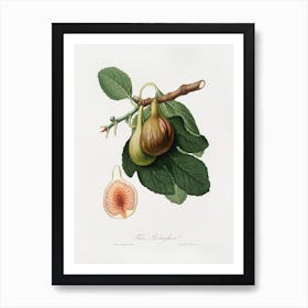 Fig (Ficus Carica) From Pomona Italiana (1817-1839), Giorgio Gallesio Art Print