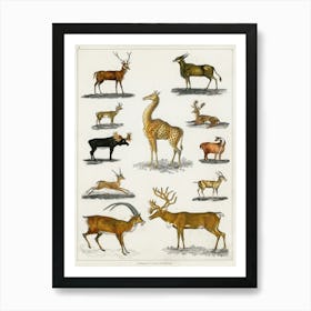 Collection Of Animal With Antlers, Oliver Goldsmith  Art Print