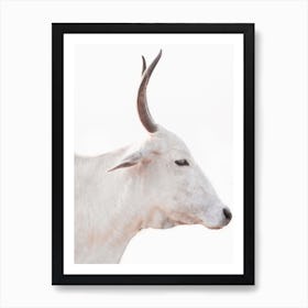 White Cow With Horns Art Print