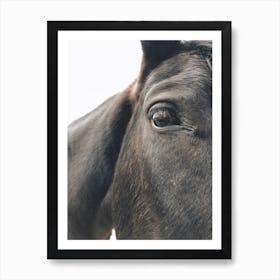 Black Horse Art Print