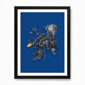 Vintage Dwarf Damask Rose Black and White Gold Leaf Floral Art on Midnight Blue n.1202 Art Print