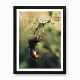 Slug On A Branch Art Print