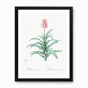 Sand Lily Illustration From Les Liliacées, Pierre Joseph Redouté Art Print