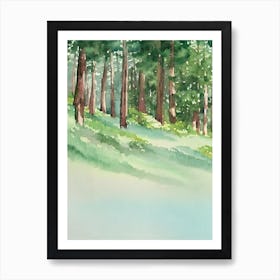 Muir Woods National Park United States Of America Water Colour Poster Art Print