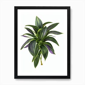 Purple Heart Plant (Tradescantia Pallida) Watercolor Art Print