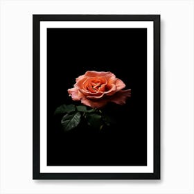 Single Rose On Black Background 1 Art Print