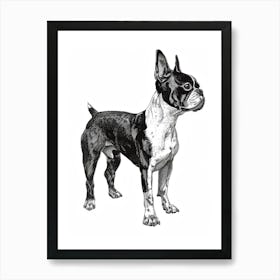 Boston Terrier Dog Line Sketch 2 Art Print