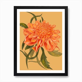 Waratah Orange Detailed Drawing Art Print