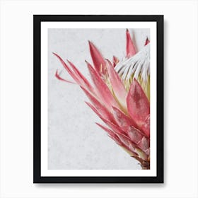 Protea Detail Art Print