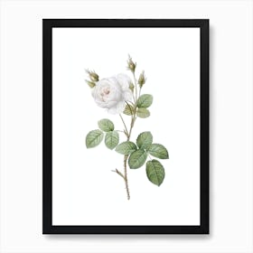 Vintage White Misty Rose Botanical Illustration on Pure White n.0276 Art Print