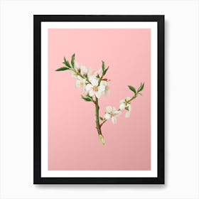 Vintage Almond Tree Flower Botanical on Soft Pink n.0105 Art Print