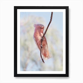 Cockatoo Bird Art Print