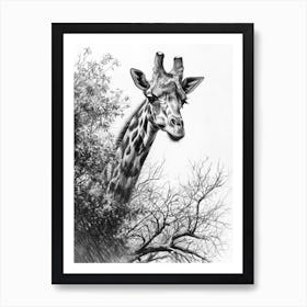 Giraffe With Their Head In The Branches Pencil Drawing 3 Art Print