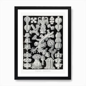 Gorgonida Rindenkorallen, Ernst Haeckel Art Print