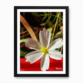 White Flower 5 Poster