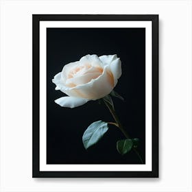 White Rose On Black Background 5 Art Print