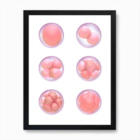 Human Egg Cells Development Art Print