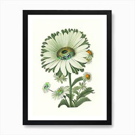 Oxeye Daisy 3 Floral Botanical Vintage Poster Flower Art Print