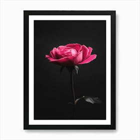 Pink Rose On Black Background 65 Poster