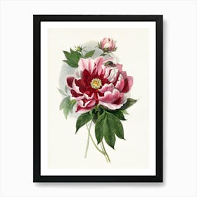 Peony 6 Art Print