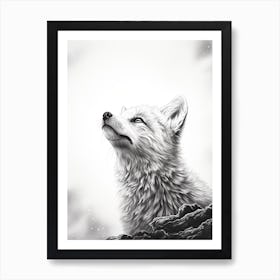 Arctic Fox Stargazing Pencil Drawing 1 Art Print