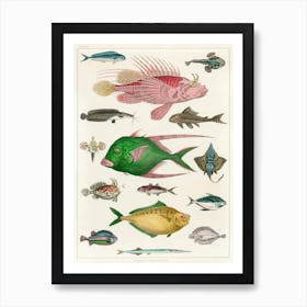 Collection Of Various Fishes, Oliver Goldsmith 1 Art Print