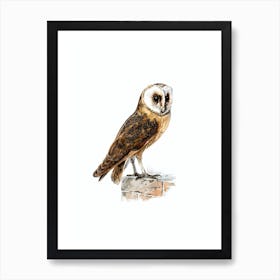 Vintage Tyto Alba Guttata Owl Bird Illustration on Pure White n.0168 Art Print