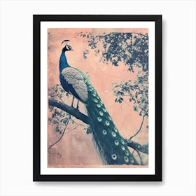 Peach & Blue Peacock In A Tree Cyanotype Inspired Art Print