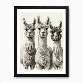 Three Alpacas Art Print