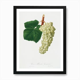 White Grape (Vitis Vinifera Genuensis) From Pomona Italiana (1817 1839), Giorgio Gallesio Art Print