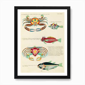 Colourful And Surreal Illustrations Of Fishes And Crabs Found In Moluccas (Indonesia) And The East Indies, Louis Renard(30) Art Print