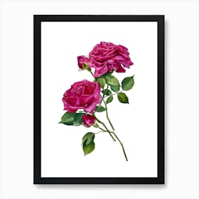 Pink Roses watercolor illustration Art Print