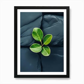 Leaf On A Rock Art Print