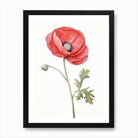 Ranunculus Flower Vintage Botanical 0 Art Print