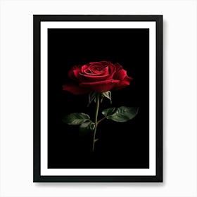 Red Rose On Black Background 20 Art Print