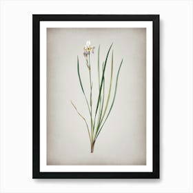 Vintage Siberian Iris Botanical on Parchment n.0919 Art Print