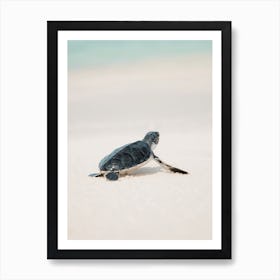 Baby Sea Turtle Art Print