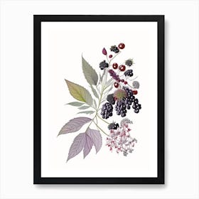 Elderberry Spices And Herbs Pencil Illustration 4 Art Print