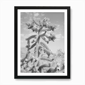 Cactus In Bloom In Graham County, Arizona By Russell Lee Art Print
