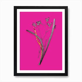 Vintage Anigozanthos Flavida Black and White Gold Leaf Floral Art on Hot Pink n.0863 Art Print