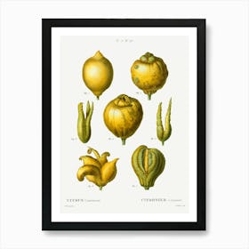 Lemon, Pierre Joseph Redoute 1 Art Print