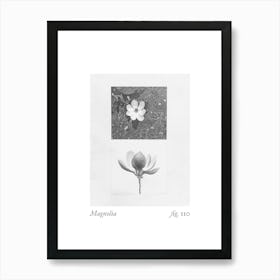 Magnolia Botanical Collage 4 Art Print