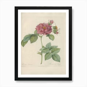 Rose Illustration, Pierre Joseph Redoute (57) Art Print