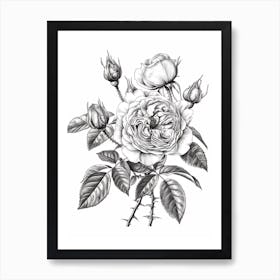 Black And White Rose Line Drawing 3 Art Print